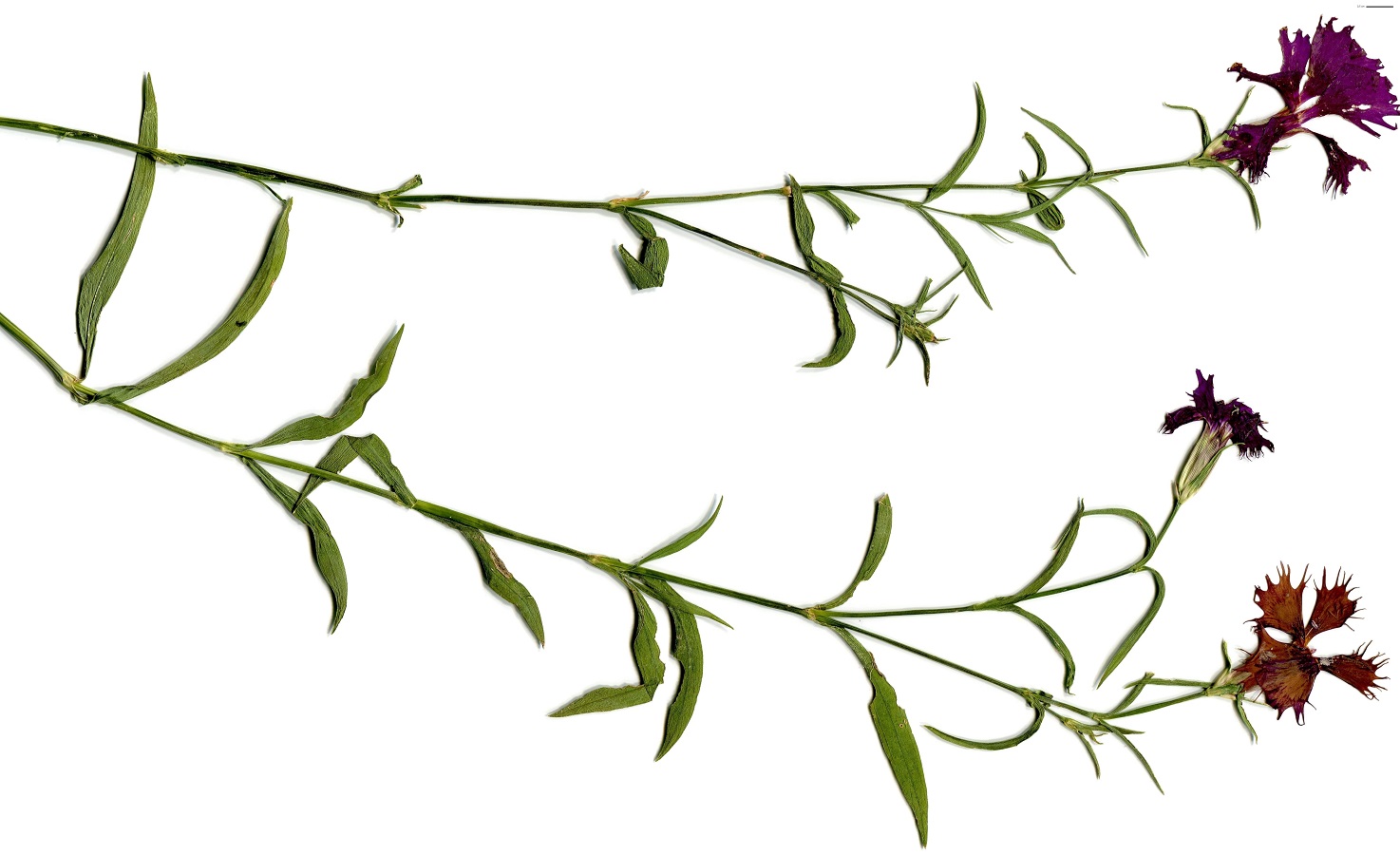 Dianthus caryophyllus (Caryophyllaceae)
